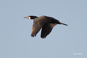 Effarouchement des cormorans pour les éloigner des marais à poisson par Jean-Michel Gentil