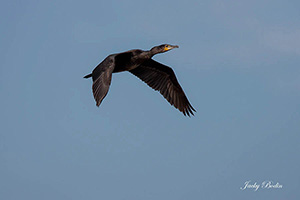 photos de cormorans dans les marais vendéens