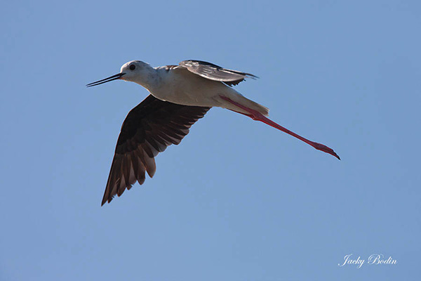 Echasse-blanche dans le marais