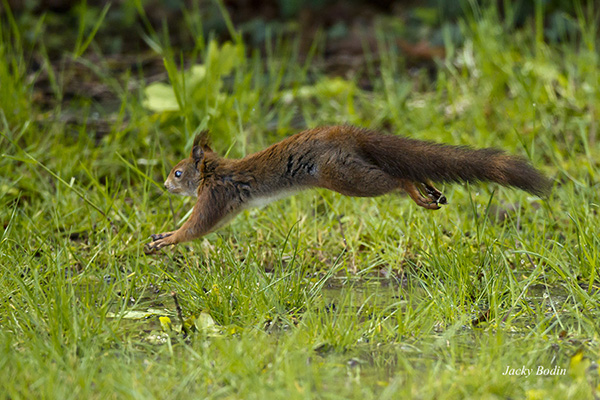 J'ai eu la chance de pouvoir saisir cette photo. Il y avait beaucoup d'eau ce jour là dans le jardin et une espèce de marre s'était même formée, obligeant ainsi l'écureuil à s'employer dans un saut magnifique.