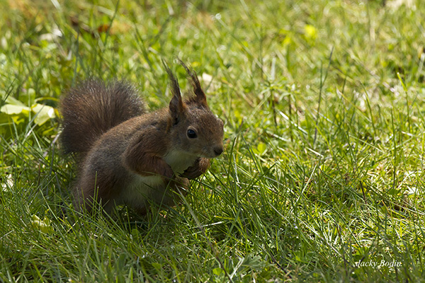 Tous les ans l'écureuil me rend visite dans mon jardin. il mange les glands des chênes