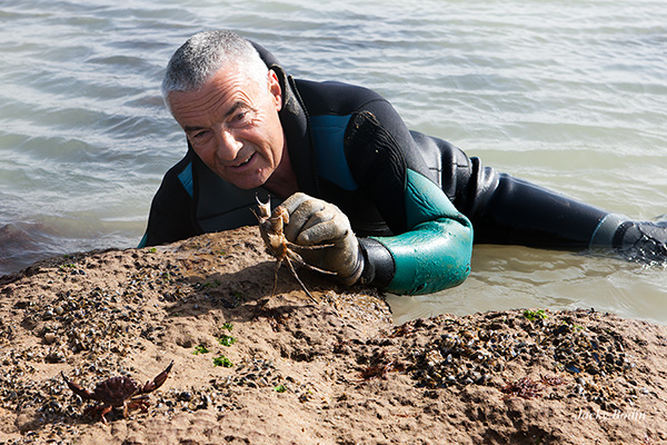 Pêche aux crabes à la main avec Philippe Michaud