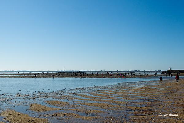 Beaucoup de monde à la pêche aux palours ce jour là à Noirmoutier